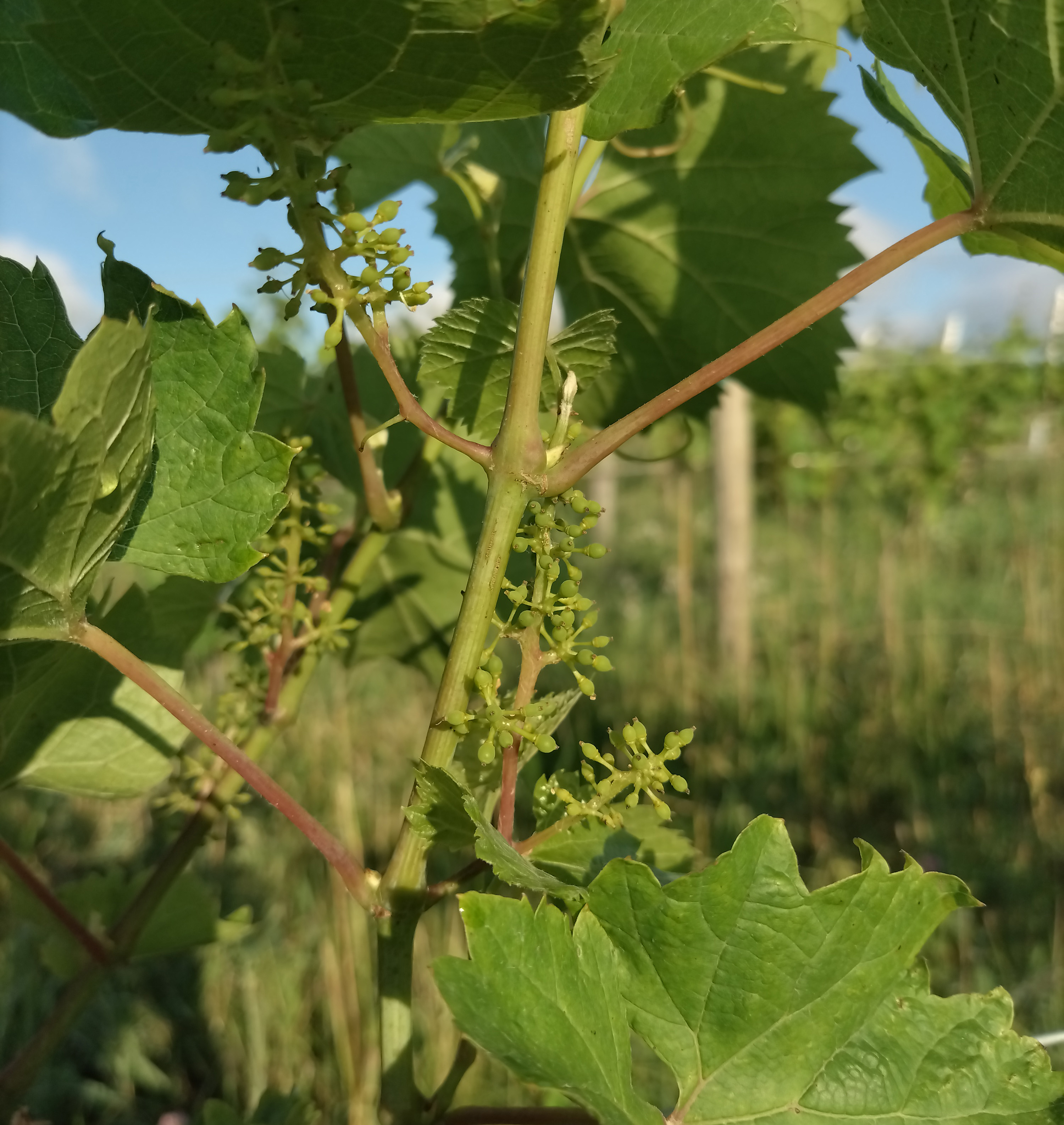 Marechal Foch grape vines.